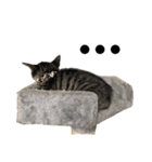 テトまる（個別スタンプ：2）