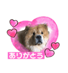 チャウチャウ犬マミのワンワンスタンプ。（個別スタンプ：2）