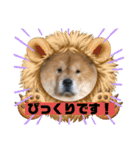チャウチャウ犬マミのワンワンスタンプ。（個別スタンプ：6）