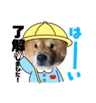 チャウチャウ犬マミのワンワンスタンプ。（個別スタンプ：7）