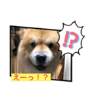 チャウチャウ犬マミのワンワンスタンプ。（個別スタンプ：10）