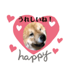 チャウチャウ犬マミのワンワンスタンプ。（個別スタンプ：11）