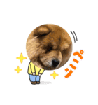 チャウチャウ犬マミのワンワンスタンプ。（個別スタンプ：12）