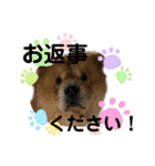 チャウチャウ犬マミのワンワンスタンプ。（個別スタンプ：13）