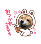 チャウチャウ犬マミのワンワンスタンプ。（個別スタンプ：15）