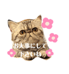 エキゾチックショートヘアのまるみ（個別スタンプ：2）