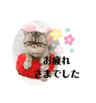 エキゾチックショートヘアのまるみ（個別スタンプ：9）