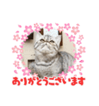 エキゾチックショートヘアのまるみ（個別スタンプ：11）