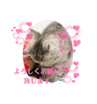 エキゾチックショートヘアのまるみ（個別スタンプ：13）
