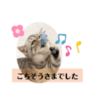 エキゾチックショートヘアのまるみ（個別スタンプ：17）