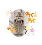 エキゾチックショートヘアのまるみ（個別スタンプ：18）