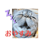 エキゾチックショートヘアのまるみ（個別スタンプ：22）