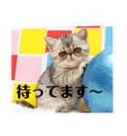 エキゾチックショートヘアのまるみ（個別スタンプ：23）