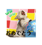 エキゾチックショートヘアのまるみ（個別スタンプ：24）