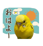 インコのれもん＆みんと 2（個別スタンプ：1）