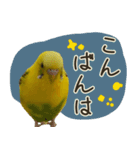 インコのれもん＆みんと 2（個別スタンプ：2）