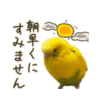 インコのれもん＆みんと 2（個別スタンプ：5）