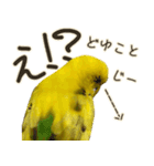 インコのれもん＆みんと 2（個別スタンプ：17）