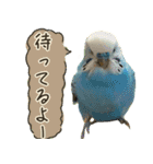 インコのれもん＆みんと 2（個別スタンプ：18）