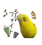 インコのれもん＆みんと 2（個別スタンプ：23）