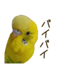 インコのれもん＆みんと 2（個別スタンプ：32）