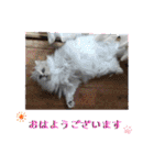 stamp of the YAMATO family（個別スタンプ：3）