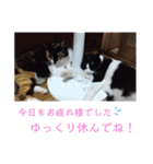 stamp of the YAMATO family（個別スタンプ：11）