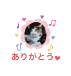 stamp of the YAMATO family（個別スタンプ：15）
