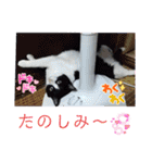 stamp of the YAMATO family（個別スタンプ：22）