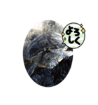 stamp of the YAMATO family（個別スタンプ：25）