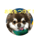 トラのまき 敬語バージョン（個別スタンプ：8）