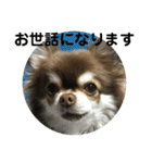トラのまき 敬語バージョン（個別スタンプ：10）