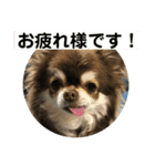 トラのまき 敬語バージョン（個別スタンプ：11）