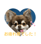トラのまき 敬語バージョン（個別スタンプ：13）