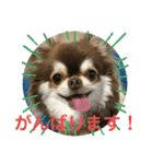 トラのまき 敬語バージョン（個別スタンプ：19）