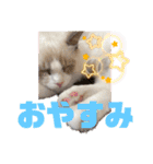 ふだんづかいのラグドールのラムニャン3（個別スタンプ：3）