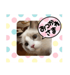 ふだんづかいのラグドールのラムニャン3（個別スタンプ：7）