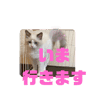 ふだんづかいのラグドールのラムニャン3（個別スタンプ：9）
