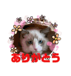 ふだんづかいのラグドールのラムニャン3（個別スタンプ：11）