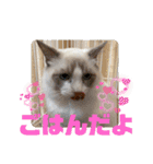 ふだんづかいのラグドールのラムニャン3（個別スタンプ：15）
