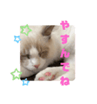 ふだんづかいのラグドールのラムニャン3（個別スタンプ：16）