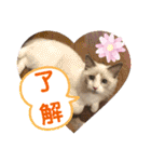 ふだんづかいのラグドールのラムニャン3（個別スタンプ：17）