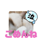 ふだんづかいのラグドールのラムニャン3（個別スタンプ：22）