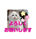 ふだんづかいのラグドールのラムニャン3（個別スタンプ：30）