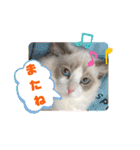 ふだんづかいのラグドールのラムニャン3（個別スタンプ：31）