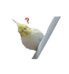 オカメインコのトッポさん（個別スタンプ：1）
