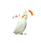 オカメインコのトッポさん（個別スタンプ：3）