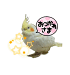 オカメインコのトッポさん（個別スタンプ：7）