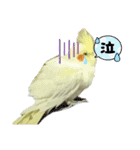 オカメインコのトッポさん（個別スタンプ：8）