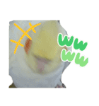 オカメインコのトッポさん（個別スタンプ：10）